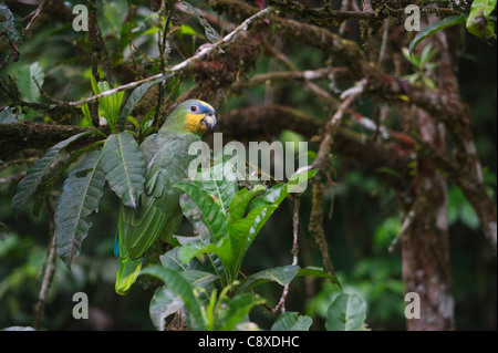 Naranja-winged loro Amazona amazonica Río Amazonas Perú Foto de stock