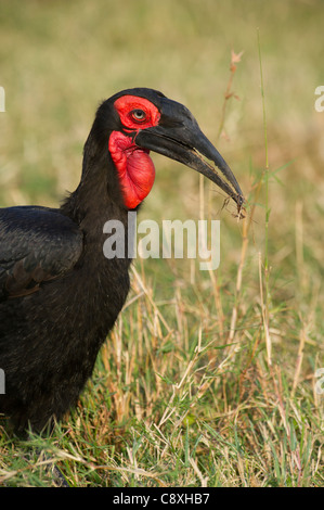 Tierra meridional Bucorvus leadbeateri Bucero Masai Mara Kenya Foto de stock