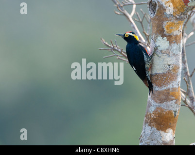 Penacho Amarillo-pájaro carpintero Melanerpes cruentatus Amazonas Perú Foto de stock