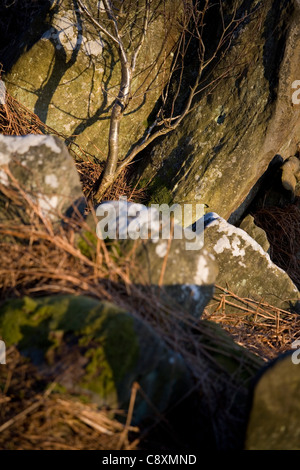 Árbol en rocas feriantes Crag Scugdale North Yorkshire, Inglaterra Foto de stock