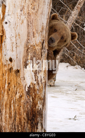 Grizzly Bear, Ursus arctos horribilis escondido detrás de un árbol Foto de stock