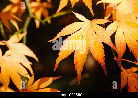Acer palmatum. La luz del sol brilla sobre hojas de otoño.