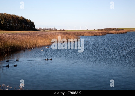 Reserva natural Dijkwater, Schouwen-Duiveland, Zelanda, Holanda