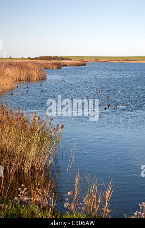 Reserva natural Dijkwater, Schouwen-Duiveland, Zelanda, Holanda
