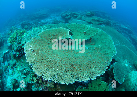 Corales de mesa, Acropora sp, sitio de buceo en la pared de Rhoda, Isla de Navidad, Australia, Océano Índico Foto de stock