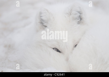 Cautivo de:cerrar un zorro ártico en fase blanca descansando con su hocico metido debajo de su cola, la Reserva de Fauna de Yukon, Canadá Foto de stock