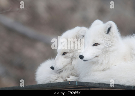Cautivo: Dos zorros árticos en su fase blanca apoyada en el suelo, Yukon Wildlife Preserve, Territorio de Yukon, Canadá Foto de stock