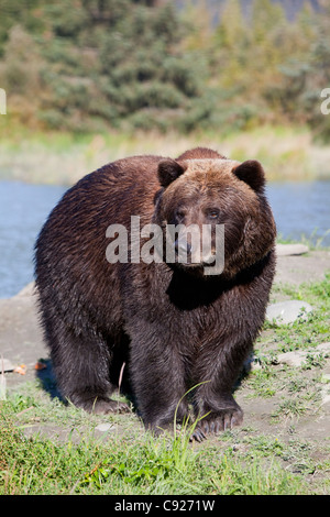 Cerrar vista de un oso pardo se sitúa en el Centro de Conservación de la vida silvestre de Alaska cerca de Portage, Alaska, Verano, cautiva Foto de stock