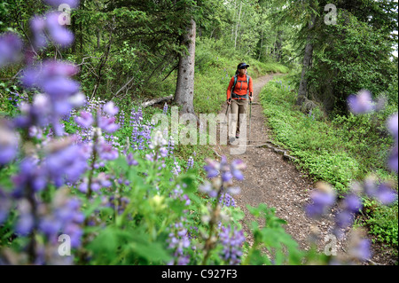 Mujer caminatas a través de Nootka lupine durante un viaje mochilero de resurrección pasa Trail en el Bosque Nacional de Chugach, Alaska