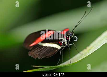 Cartero, mariposas tropicales Heliconius melpomene, México Foto de stock