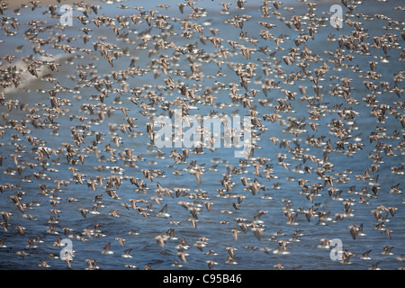 Una bandada de aves playeras en Punta Chame, la costa Pacífica, provincia de Panamá, República de Panamá. Foto de stock