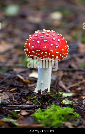 Amanita muscaria, comúnmente conocida como la del "reig bord" o volar Amanita