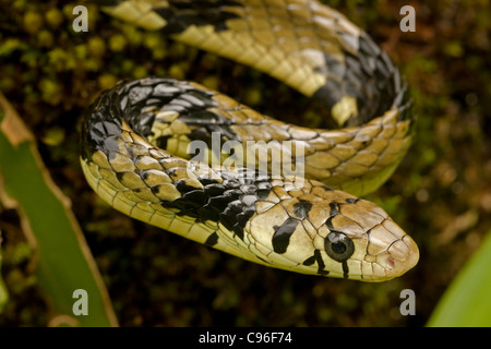 Serpiente - rata tropical (Spilotes pullatus) - Costa Rica - selva tropical Foto de stock