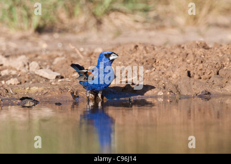 Macho Azul Grosbeak, Passerina caerulea, buscando agua y alivio del calor del verano en el sur de Texas. Foto de stock