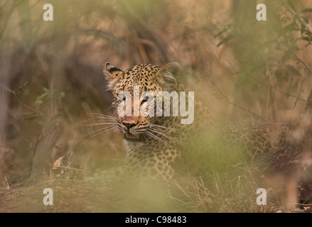 El leopardo descansando en la maleza densa