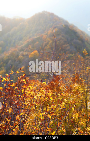 Las hojas de los arbustos y colinas en otoño contra el sol.