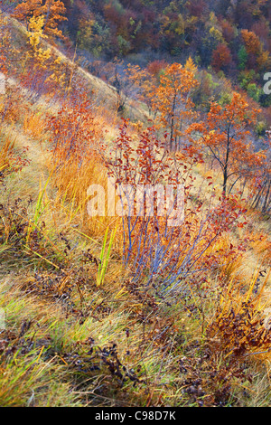 Césped, arbustos y árboles sobre la colina en otoño.