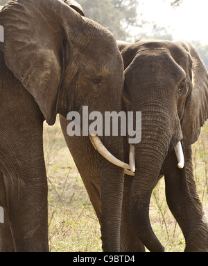 Dos Elefantes bush africano Loxodonta africana toros en un comportamiento de sumisión tras ásperas sparring Mana Pools National Park Foto de stock