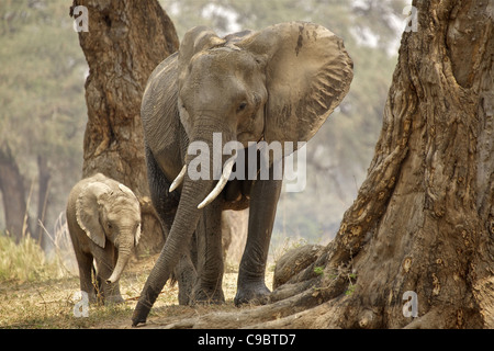 Bush Elefante africano (Loxodonta Africana), la madre y el bebé en madera, el Parque Nacional de Mana Pools, Zimbabwe