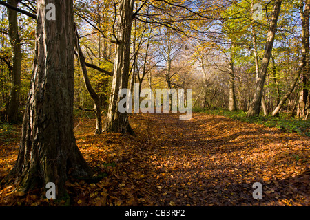 Ruta (con caminantes en distancia) a través de antiguas hornbeams (Carpinus Betulus) en otoño en gran madera, Foto de stock