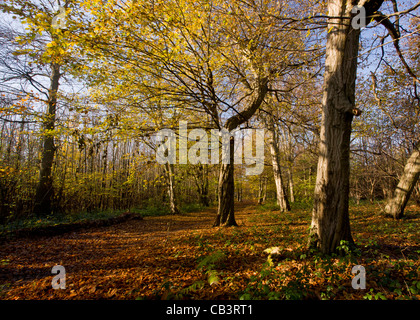 Ruta a través de la vieja hornbeams (Carpinus Betulus) en otoño en gran Madera, Plantlife Reserva en Ranscombe granja, Kent. Foto de stock