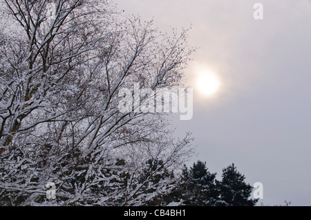 El Winter's Sun Peaks a través de un cielo gris Foto de stock