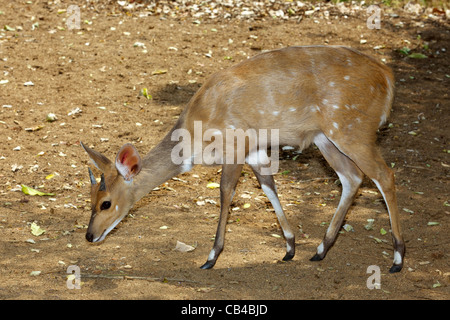 Una hermética joven bushbuck (Tragelaphus scriptus), el Parque Nacional Kruger, Sudáfrica.