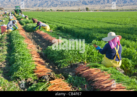 Trabajadores hispanos de campo cosechando zanahorias 'Daucus carota'. Foto de stock