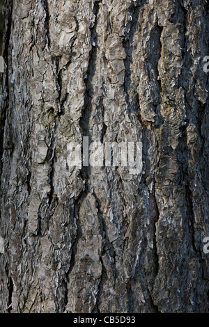 Close-up de corteza de pino negro europeo (Pinus nigra) árbol en bosque, Bélgica Foto de stock