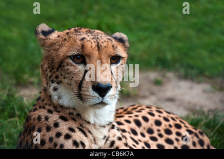 Close-up de un precioso guepardo (Acinonyx jubatus) descansando sobre la hierba Foto de stock