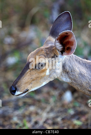 Una hembra joven Portait bushbuck (Tragelaphus scriptus), el Parque Nacional Kruger, Sudáfrica.