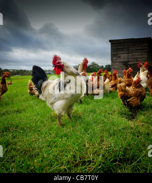 Los pollos de distribución gratuita que se imaginaban antes de la amenaza de la gripe aviar llevaron a un cambio en las normas de conservación de las aves de corral.