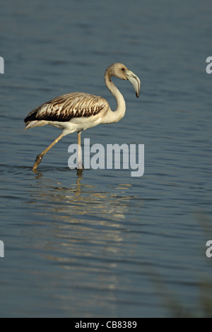 Mayor Flamingo (Phoenicopteriformes ruber) Foto de stock