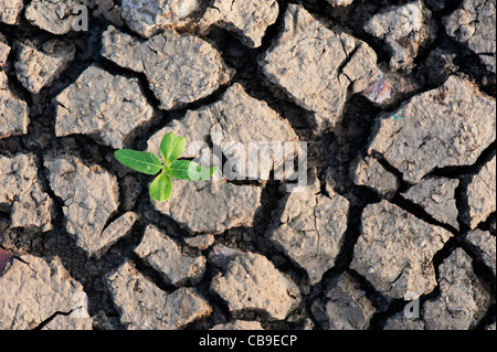 El crecimiento de plántulas de plantas de la tierra agrietada seca en India Foto de stock