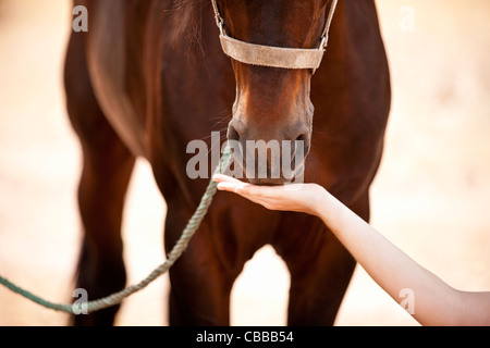 Una mujer alimentando a un caballo, close-up