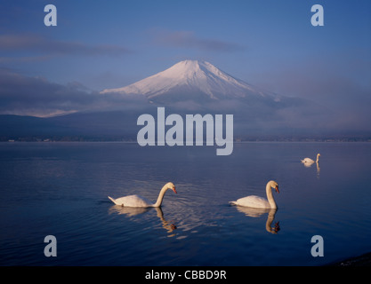 El monte Fuji y tres cisnes en el lago Yamanaka, Yamanakako, Yamanashi, Japón Foto de stock