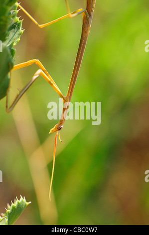 mantis religiosa