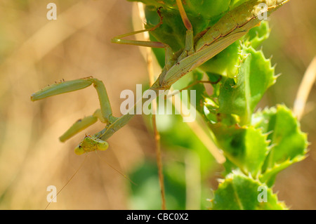 mantis religiosa