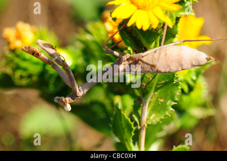 mantis religiosa