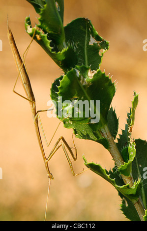 mantis religiosa