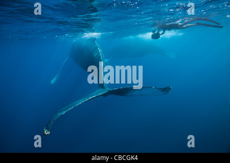 La ballena jorobada, Megaptera novaeangliae, Mar Caribe Dominica Foto de stock