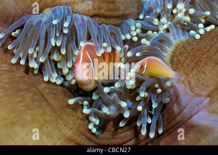 Rosa Anemonefish anémona de mar Amphiprion perideraion, Heteractis magnifica, Papua Occidental, Indonesia simbiosis pez payaso Foto de stock