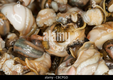 Los bígaros común cocido o bígaros, nombre científico Littorina Littorea,extraídos de sus conchas Foto de stock