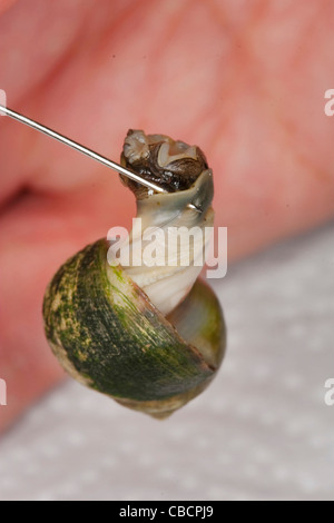 Bígaro común cocido o winkle, nombre científico Littorina Littorea extraídos de su concha con una aguja. Foto de stock
