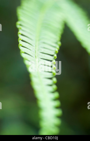 Despliegue de hojas de helecho, close-up Foto de stock