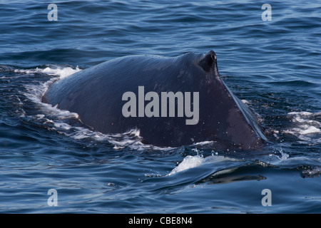La ballena jorobada (Megaptera novaeangliae) buceo. Los piojos de ballena son visibles en los animales. Monterey, California, en el Océano Pacífico. Foto de stock