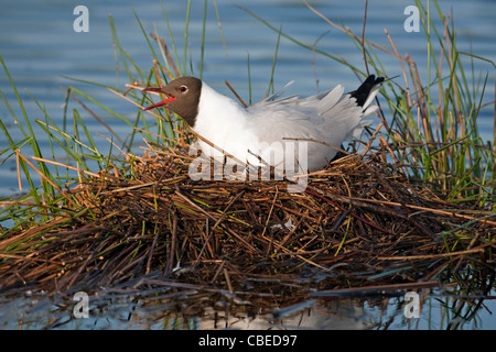 De cabeza negra (Larus ridibundus), adulto en el nido, llamando. El Parque Nacional de Grote Peel, Países Bajos.