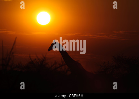 Silueta de jirafa al atardecer. El Parque Nacional Etosha, en Namibia.