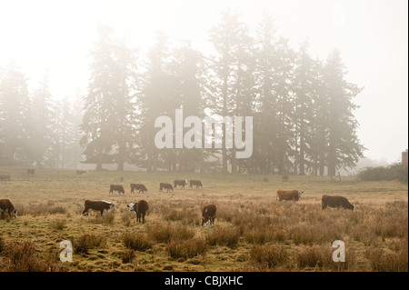Las vacas pastan en un campo en una mañana neblinosa en Lummi Island, Washington, en el Noroeste del Pacífico. Foto de stock