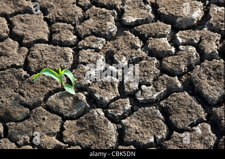 El crecimiento de plántulas de plantas de la tierra agrietada seca en India Foto de stock